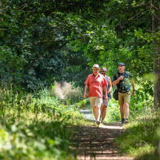 Wandelaars in schaduwrijk bos