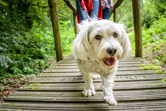 Wandelen in het Zoniënwoud