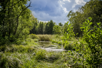 Silsombos-moeras-foto