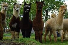 Alpaca's op een rij