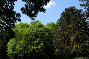 arboretum-tervuren-foto