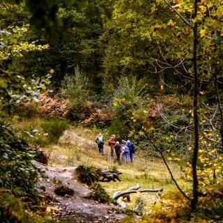 Wandelaars in weelderig bos