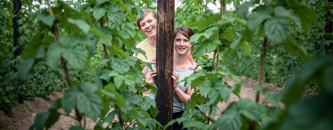 Wandelen aan hopveld in Steenhuffel