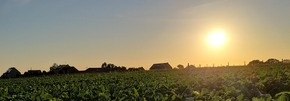 Hagelandse heuvels - foto