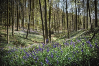 hallerbos-foto