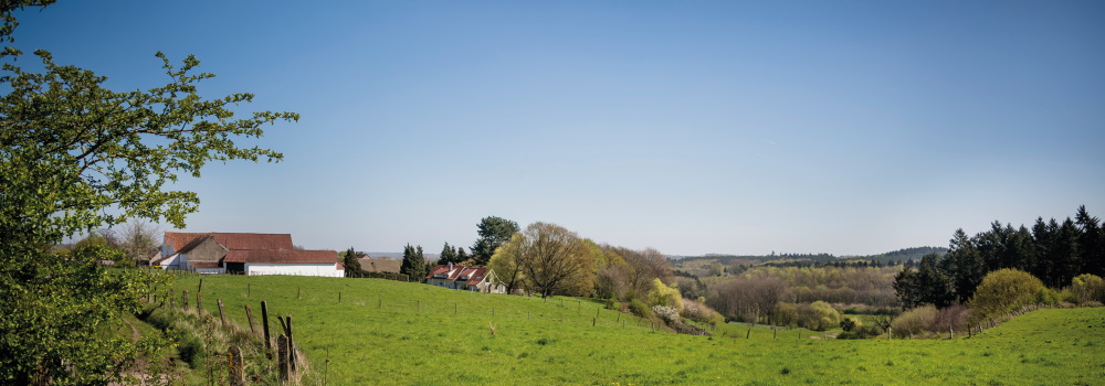 hallerbos-vergezicht-foto