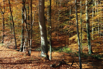 herfst-zonienwoud-foto