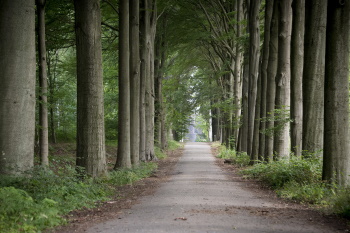 meerdaalwoud-foto