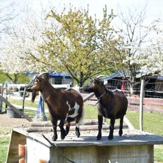 Twee geitjes in Polly's Ranch