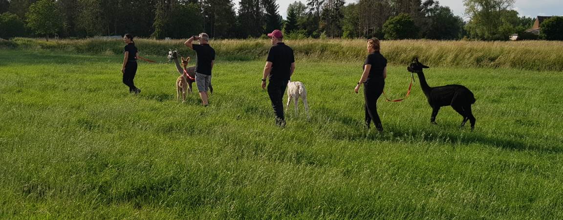 Wandelen met alpaca's