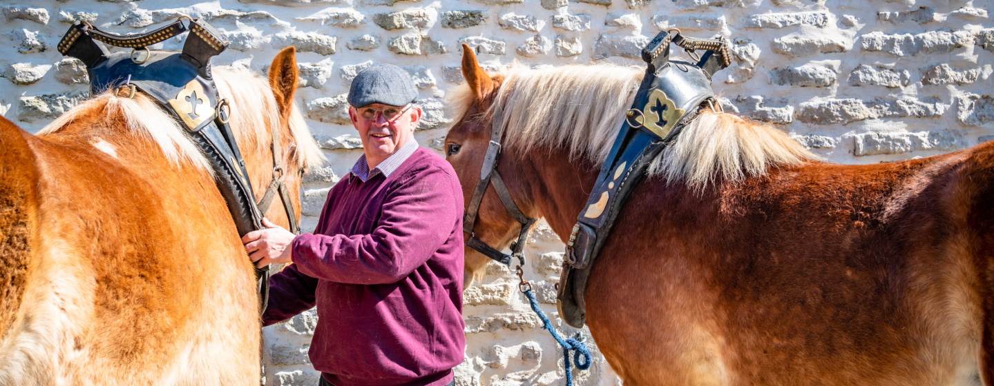 Twee trekpaarden met verzorger