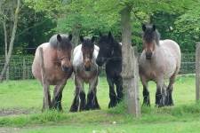 Trekpaarden van fokkerij Bruggeveld