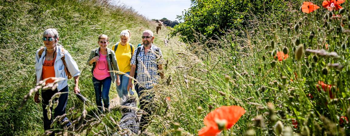 Wandelaars tussen klaprozen