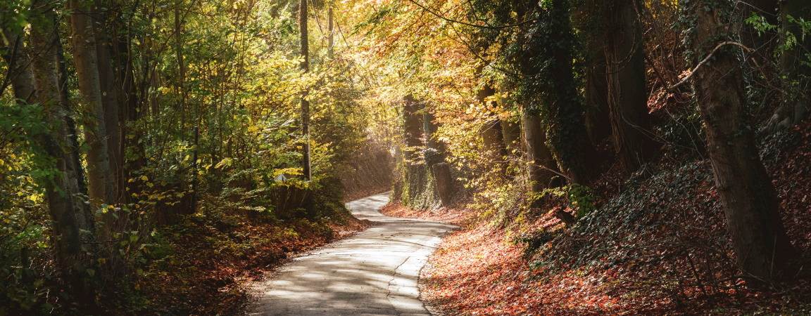 Kronkelend pad in sfeervol herfstbos