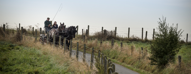 Paardenkoets langs route in het Pajottenland