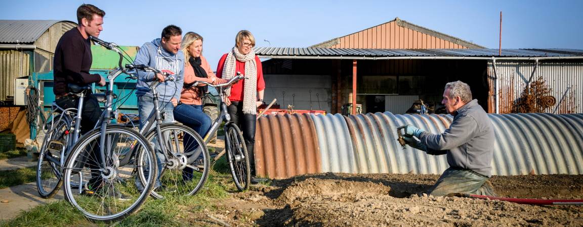 Fietsers bij een witloofboer